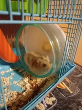 Oso dorado para mascotas, juguete deportivo para mascotas, jaula con ruedas, accesorios, disco de competición, rueda giratoria silenciosa para trotar, WJ901