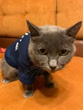 Invierno ropa para gato mascotas ropa de cachorros y perros sudaderas con capucha para pequeño mediano perros gato gatito Kitty trajes gatos abrigos chaquetas trajes