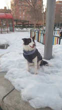 Vest Jacket Dogs-Harness Dog Coat Reflective Waterproof Outfit Large Thick with Fur-Collar