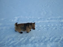 Dog-Shoes Socks Dogs Chihuahua Yorkie Snow Anti-Slip Small Winter Warm for Cats Thick