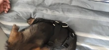 Adiestramiento al aire libre bolsa para Snack para perros de malla transpirable perro arnés Correa con correas ajustables coche automotriz de seguridad de asiento cinturón Dropship