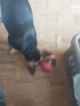 Food-Dispensing-Toy Chew-Ball Rubber Interactive-Dog-Toy Large Dog Bouncy IQ for Medium