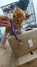 Cat-Collar Nylon-Strap Bell Puppy Adjustable Small Cute with Frosted ABS Pet-Cat SUPREPET