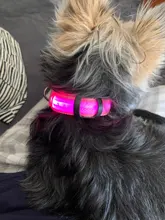 Collar con luces LED para perro, collar de luz recargable por USB, ideal para usar de noche al aire libre, accesorio de seguridad para mascota