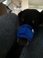 De policarbonato para perros ajustable máscara ladrar morder de la boca de malla boca aseo Anti deja de masticar