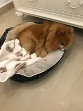 Cama para perros grandes y gatos, productos para mascotas, esterilla, banco, sofá, suministros, accesorios, para casa, cachorros, py0103