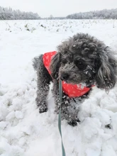 Puppy Outfit Vest Coat Dog-Jacket Pets Padded-Chihuahua Apparel-20 Small-Dogs Warm Winter