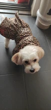 Abrigo con tutú y estampado de leopardo para perros y cachorros ropa de invierno con capucha, chaqueta reversible para perros pequeños