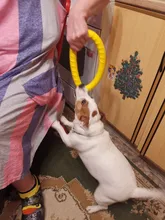 Ball Ring Pet-Toy Interactive-Ball Dogs Flying-Discs/chew-Toy Small/large with EVA 