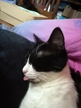 Cheap Pet Products Fish Toy Cat Scratch Board Scratching Post Catnip toys for Cat Pet