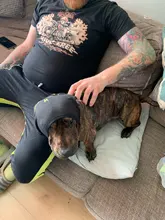 Disfraz de primavera para mascotas, ropa para perros y gatos, camiseta fina de algodón transpirable sin mangas, chaleco negro Simple