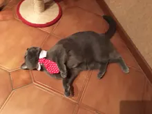 [MPK Store] Cat Toy Cat Costume Clip Tie for Cats and Dogs, Cat Collar