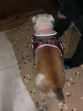 Pet-Collar Spikes Small Round for Medium M/L