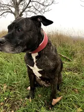 Dog-Collar Bulldog German Shepherd Wide-Leather Padded Pet-Dog Perro Soft for Medium