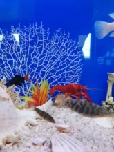 Underwater Artificial Coral Plant Ornament Aquatic Plant for Aquarium Fish Tank 