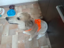 Truelove Pet Dog Harness Large Small For Pitbull Reflective Safety Harness For Dogs