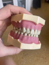Modelo de enseñanza Dental de Modelo Dental, modelo estándar con mordedores de 32 tornillos, goma dura suave, 28 y 24 dientes