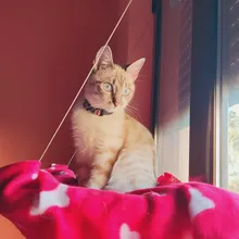 Cama que cuelga de la ventana para mascotas, 20kg, hamaca para gato y mascota, asiento tipo estante