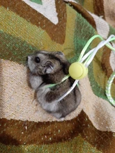 1,4 m 2,0 m ajustable correa de hámster arnés cuerda jerbo de algodón cuerda arnés Collar de guiar por rata ratón mascota hámster correa de jaula