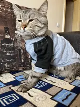 Cartoon Cat Costume Cute Cozy Pet Clothes for Cats Katten Kedi Hoodie Mascotas Mascotas