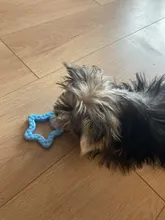 Pet-Toys Dog-Ball Rubber Pet-Tooth-Cleaning Small Dogs Chewing 