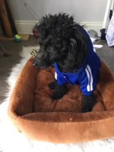 Traje para mascotas pequeñas y medianas, mono para cachorros, ideal para bulldog francés, chihuahua o pug