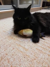 Pet Soft Plush Creative 3D Carp Fish Shape Cat Toy Gifts Catnip Fish Stuffed Pillow Doll