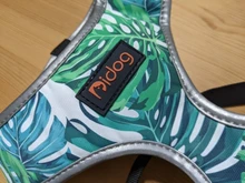 Arnés de Bulldog Francés transpirable para perros pequeños y medianos, chaleco para gatos, entrenamiento para caminar