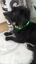 Collar LED fluorescente para perros, correa brillante de seguridad para la noche, de nailon, luminosa, accesorios para mascotas