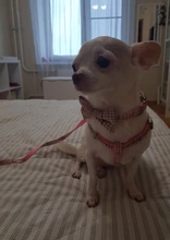 Leash-Set Pet-Products Dog-Harness Dogs Adjustable Small Chihuahua Walking Nylon And