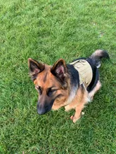 Vest Dog-Harness German-Shepherd Dogs Pet-Military-Training Molle Tactical Medium 