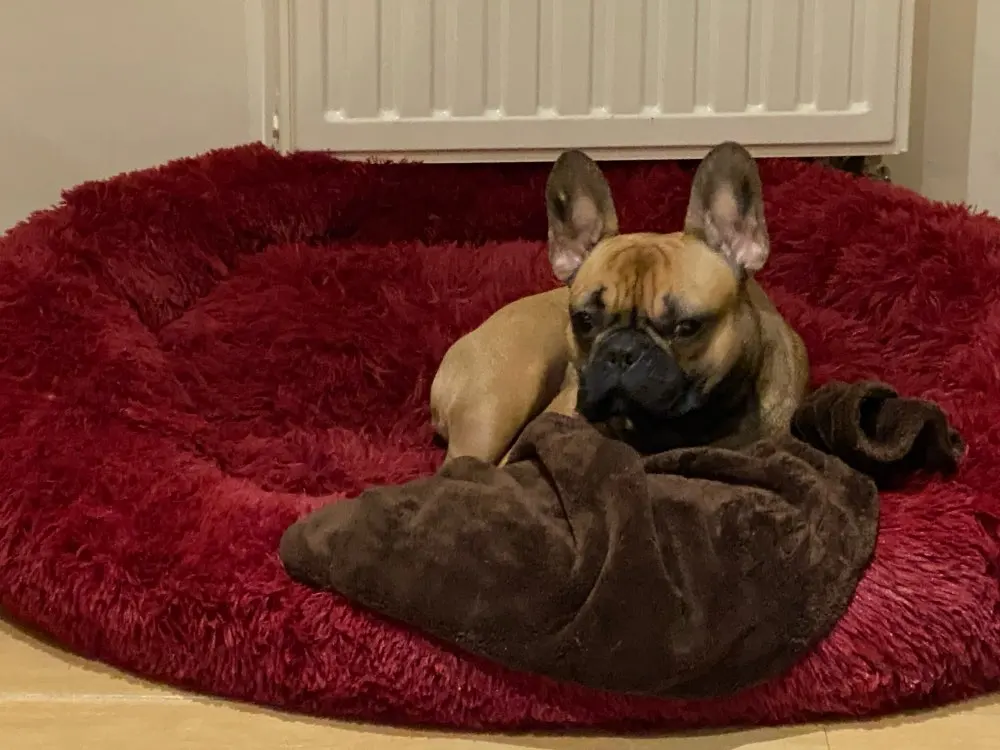 Petcofy.com