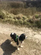 Truelove Front Nylon Dog Harness No Pull Vest Soft Adjustable Safety Harness For Dog