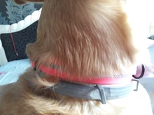 Ágil collar perro de alta calidad ajustable impermeable cuello de gato reflectante anti sucio fácil de limpiar collares para mascota grandes y pequeños