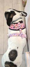 Arnés de Mascota para Bulldog Francés, correas pequeñas y medianas para perros, chaleco de cachorro francés, correa de plomo para perro que camina, productos para mascotas