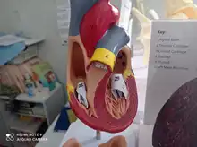 Modelo de corazón humano, réplica de corazón humano de tamaño real de 2 partes de lujo, con 34 estructuras anómicas, combinadas con imanes