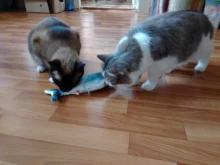 Muñeco eléctrico de peluche con forma de pez en movimiento para niños, juguete interactivo con carga USB para mascotas