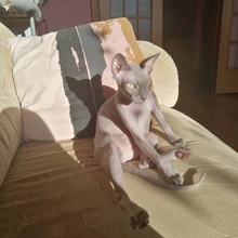 Microfiber Dog Collar Leather Safety Reflective Engraved Puppy Collar ID Name Customized