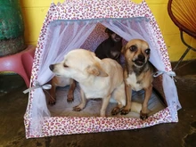 Pet-Bed Hammock Tent Nest Pet-Accessories Cozy-Products Cat-House Calming Dogs Small