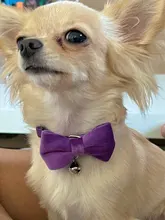 Collar de gato de terciopelo con lazo liso para cachorro, Chihuahua, con campana, hebilla de seguridad ajustable, pajarita para gatos, accesorios para mascotas