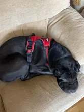 Vest Harness Pet-Dog No-Pull SUPREPET Nylon Adjustable for Large Medium