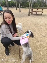 Banner-Accessories Collar Pet-Party-Supplies Birthday-Party-Decor Dog Cat Scarf Hat 