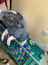 Ropa de cuello alto para mascotas, abrigo para perros medianos y grandes, suministros ideales para podenco faraónico y gran danés, para invierno, cálido