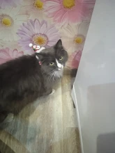 Costume Pet-Hat Pet-Cosplay-Clothes Christmas Cat Cute Dog Party-Decoration Glitter Elastic