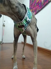 Arnés de Bulldog Francés transpirable para perros pequeños y medianos, chaleco para gatos, entrenamiento para caminar