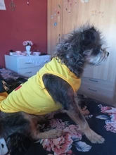 Nueva moda deportes ropa de perro T camisa traje Yorkshire Chihuahua cachorro Ropa para perros de verano perro gato camisa chaleco XS-XXL