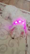 PanDaDa-Collar Led luminoso para perro, con Usb, para noche, recargable, intermitente de seguridad, brillante