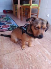 K9 Harnesses For Dogs Customizable Dog Name label Reflective Adjustable Dog Harness Vest