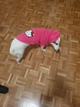 XS-2XL de algodón suave para perros, ropa para perro pequeña, abrigo para cachorro, trajes para mascotas, Sudadera con capucha caliente para perro, ropa para Yorkie, Invierno