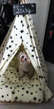 Cat Bed House Teepee Cushion Pet-Tent Puppy Available Outdoor Portable For Dog with Thick
